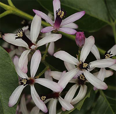 Flores del cinamomo (Melia azedarach)