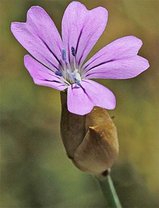 Clavelito silvestre (Petrorhagia dubia)