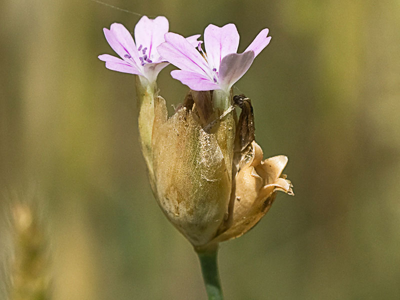 Clavelina prolífera (Petrorhagia prolifera)