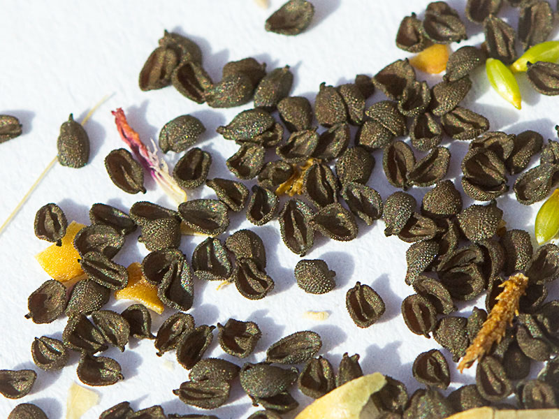 Semillas de la Clavelina prolífera (Petrorhagia prolifera)