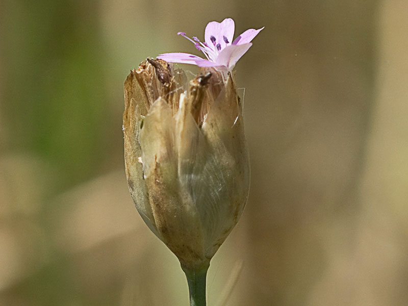 Clavelina prolífera (Petrorhagia prolifera)