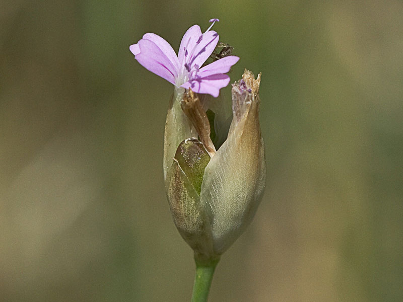 Clavelina prolífera (Petrorhagia prolifera)
