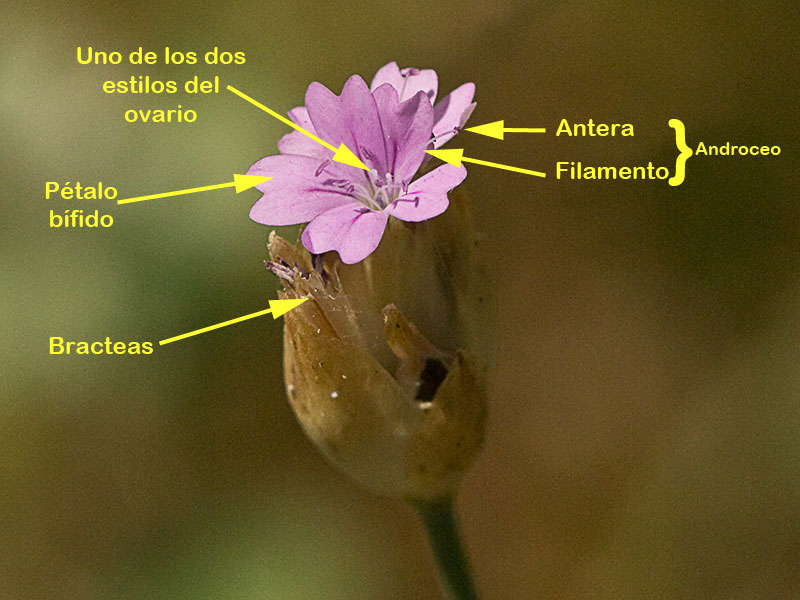Estructura de la Clavelina prolífera (Petrorhagia prolifera)