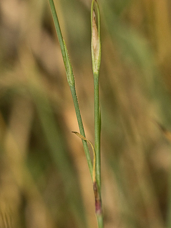 Tallo de la Clavelina prolífera (Petrorhagia prolifera)