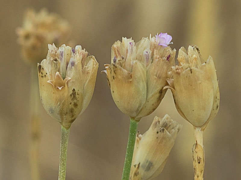 Clavelina prolífera (Petrorhagia prolifera)