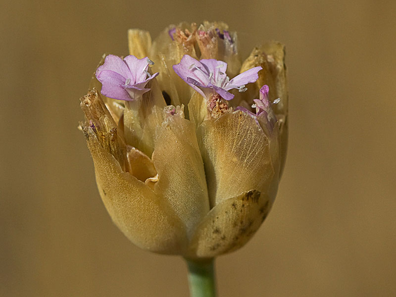 Clavelina prolífera (Petrorhagia prolifera)