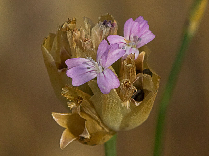 Clavelina prolífera (Petrorhagia prolifera)