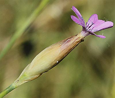 Clavelito silvestre (Petrorhagia dubia)