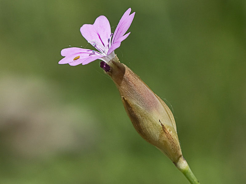 Clavelito silvestre (Petrorhagia dubia)