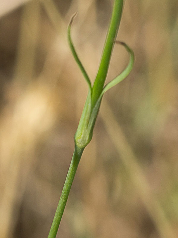 tallo del Clavelito silvestre (Petrorhagia dubia)
