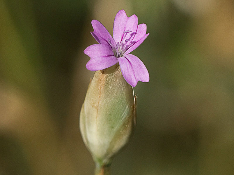 Clavelito silvestre (Petrorhagia dubia)
