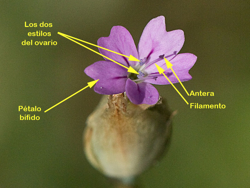 Clavelito silvestre (Petrorhagia dubia)