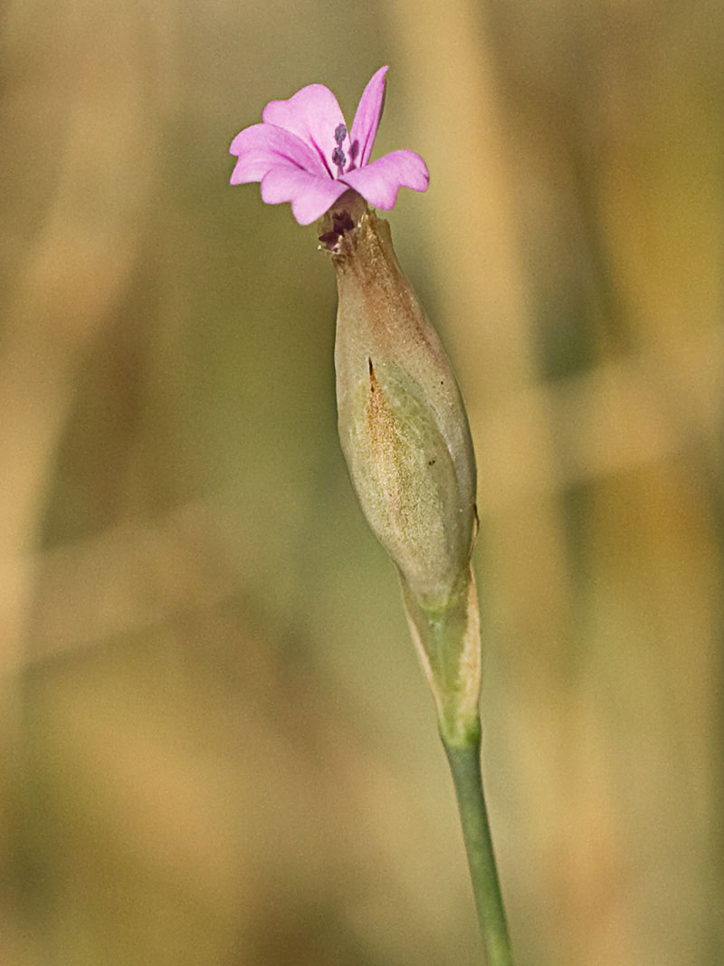 Clavelito silvestre (Petrorhagia dubia)