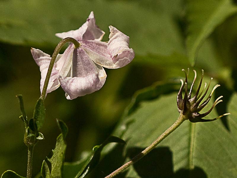 Clemátide acampanada (Clematis campaniflora)