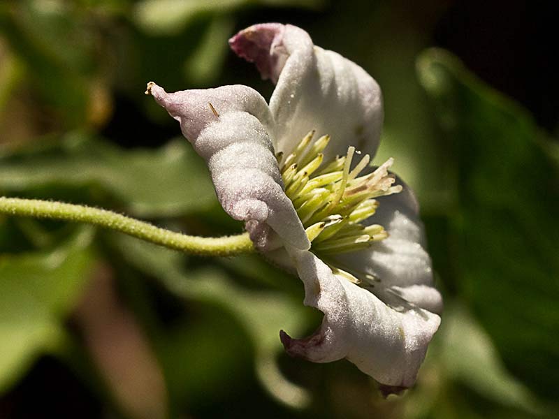 Clemátide acampanada (Clematis campaniflora)
