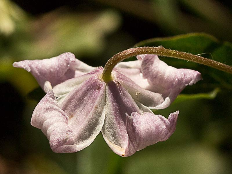 Clemátide acampanada (Clematis campaniflora)