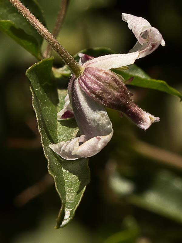 Clemátide acampanada (Clematis campaniflora)