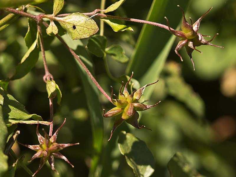 Clemátide acampanada (Clematis campaniflora)
