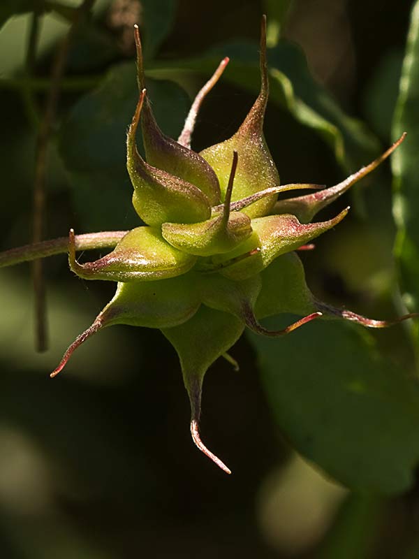 Clemátide acampanada (Clematis campaniflora)