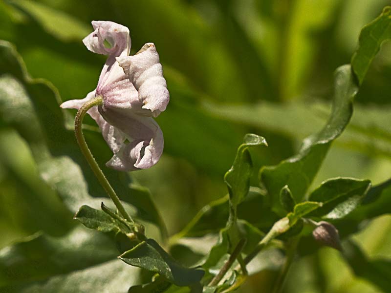 Clemátide acampanada (Clematis campaniflora)