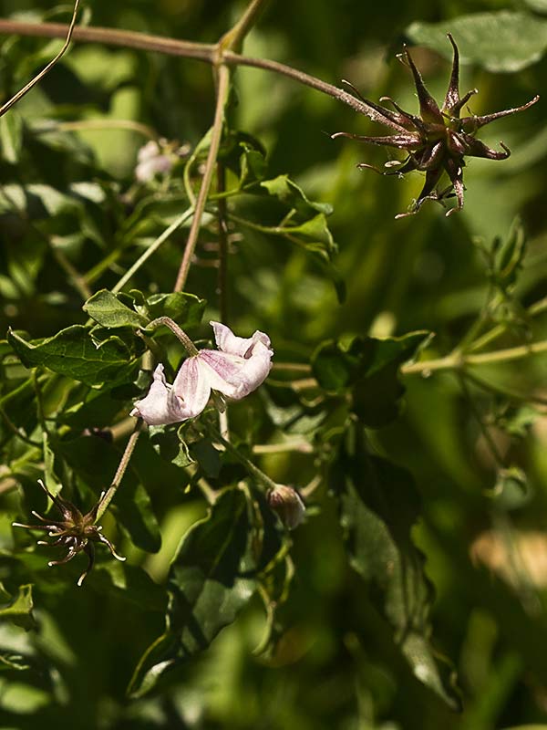 Clemátide acampanada (Clematis campaniflora)