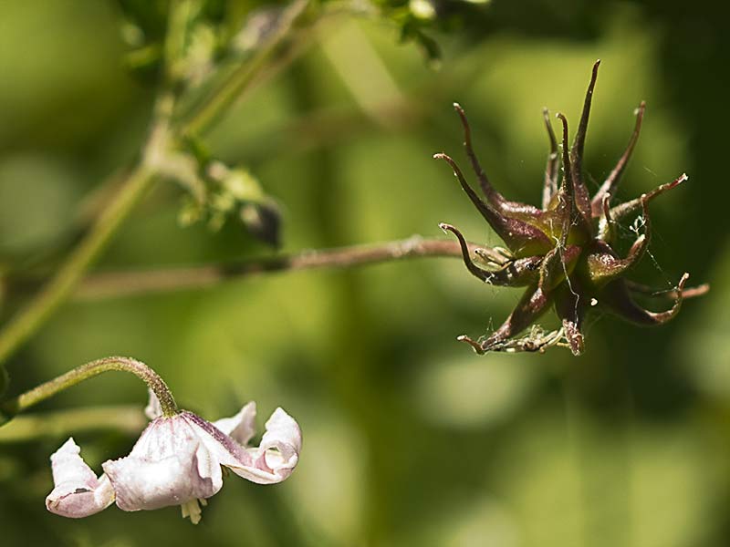 Clemátide acampanada (Clematis campaniflora)