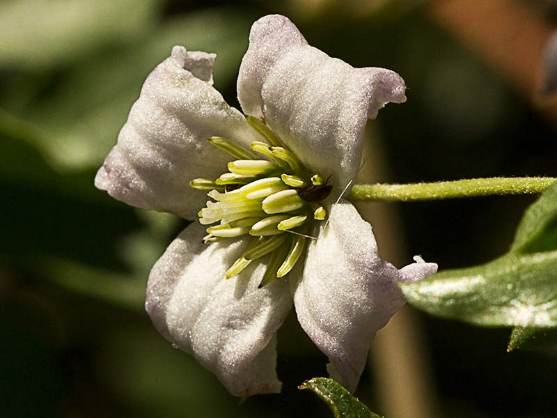 Clemátide acampanada (Clematis campaniflora)