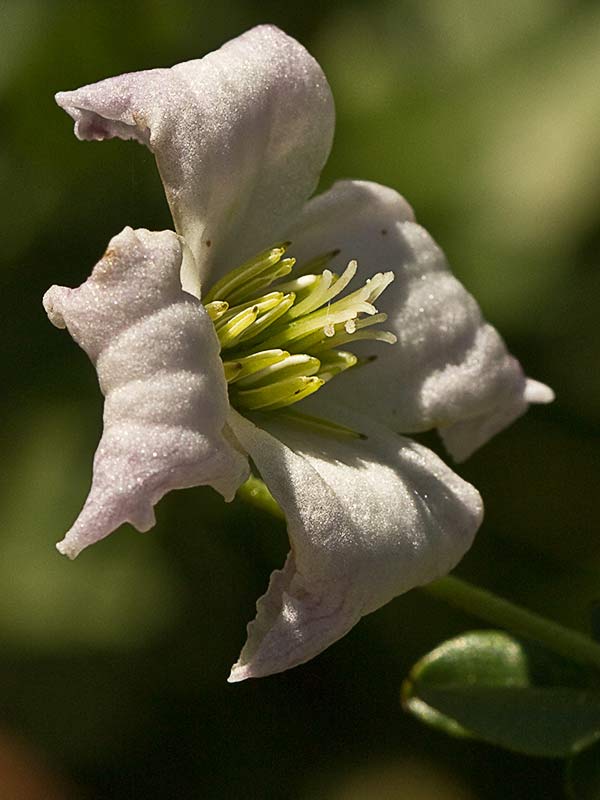 Clemátide acampanada (Clematis campaniflora)
