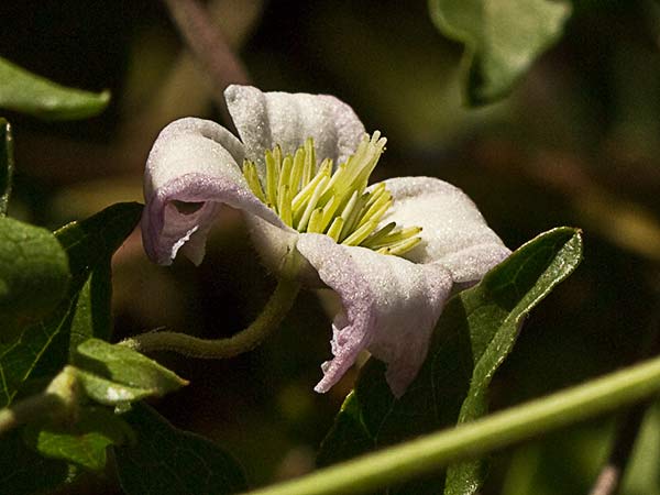 Clemátide acampanada (Clematis campaniflora)