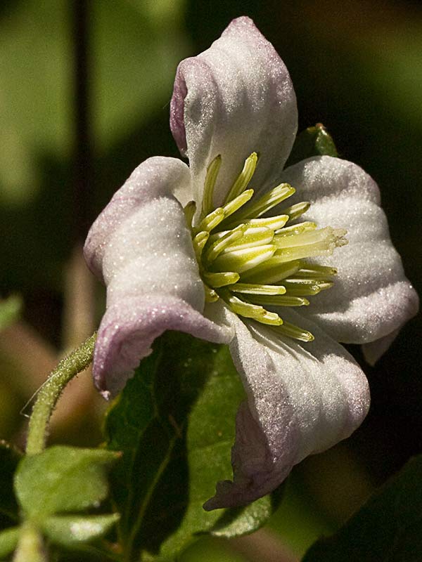 Clemátide acampanada (Clematis campaniflora)