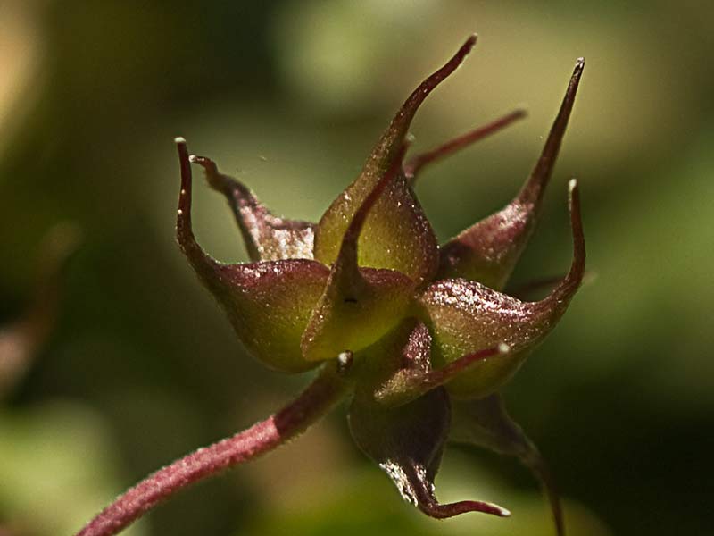 Clemátide acampanada (Clematis campaniflora)