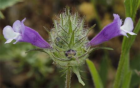 Clionia (cleonia lusitanica)