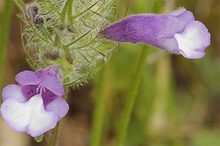 Flor de la clionia (cleonia lusitanica)