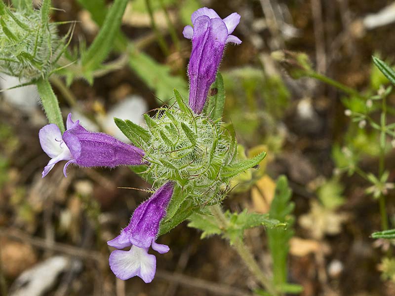 Flor de la clionia (cleonia lusitanica)