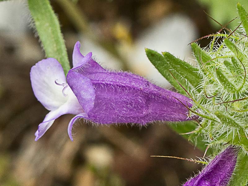 Flor de la clionia (cleonia lusitanica)