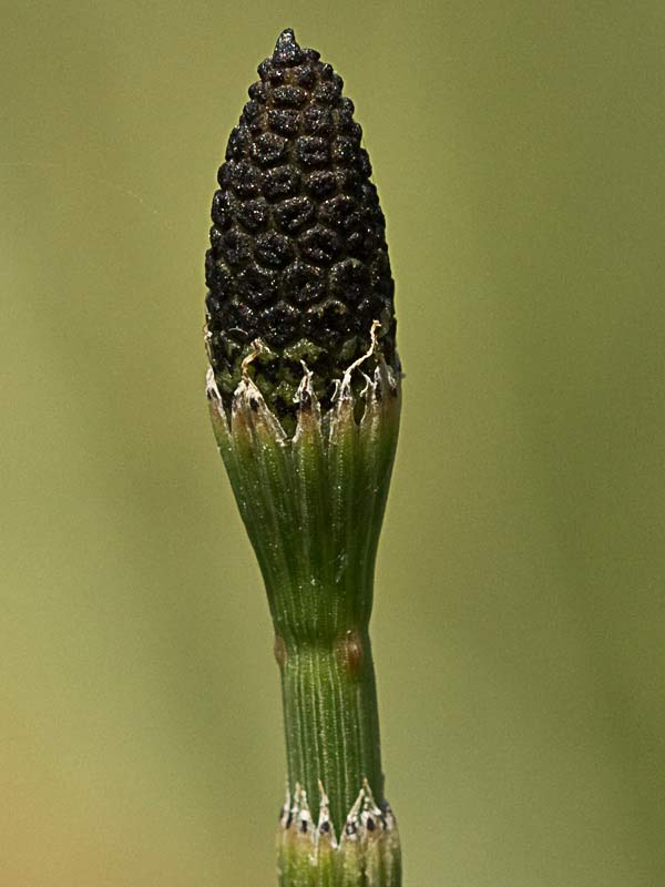Cola de caballo ( Equisetum palustre)