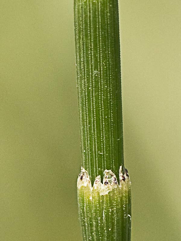 Cola de caballo ( Equisetum palustre)