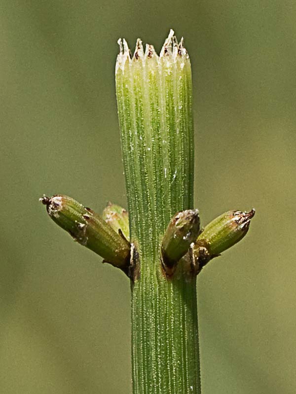 Cola de caballo ( Equisetum palustre)