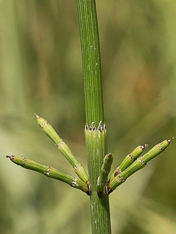 Cola de caballo ( Equisetum palustre)
