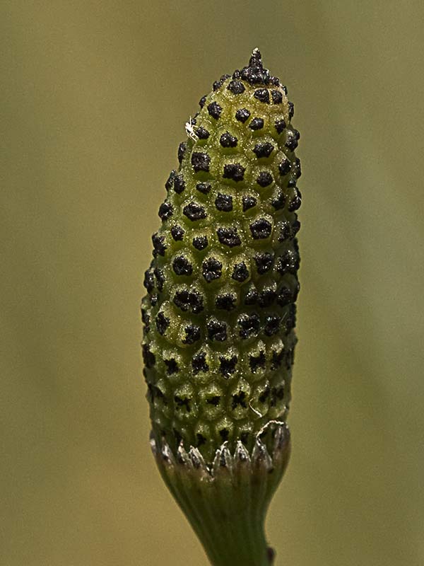 Cola de caballo ( Equisetum palustre)