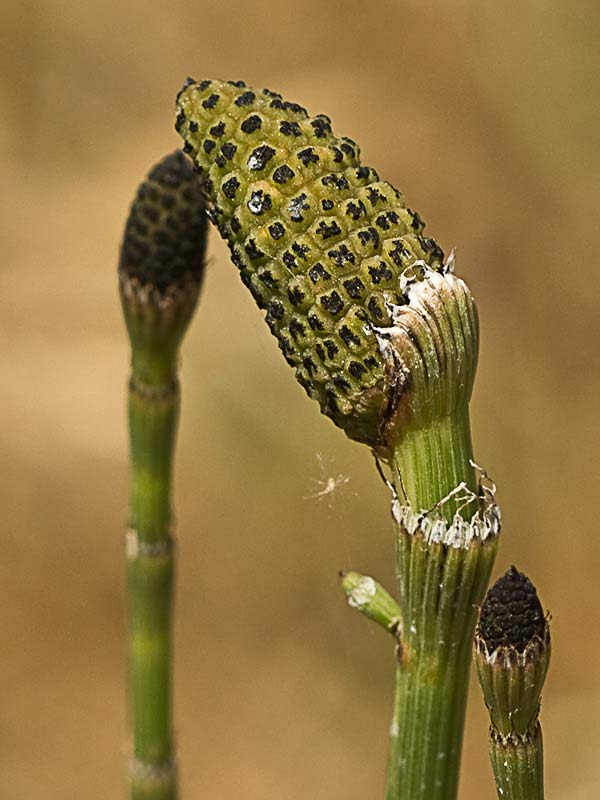 Cola de caballo ( Equisetum palustre)