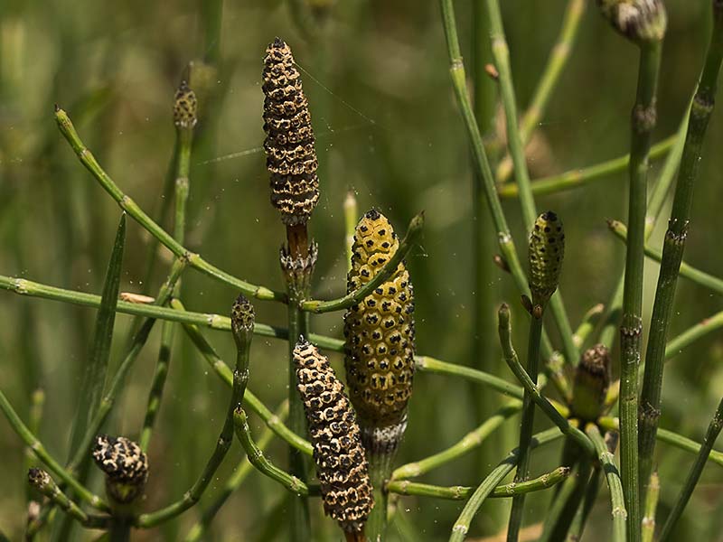 Cola de caballo ( Equisetum palustre)