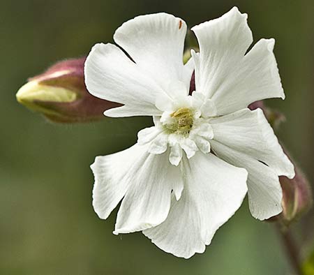 Silene latifolia