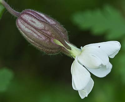 Silene latifolia
