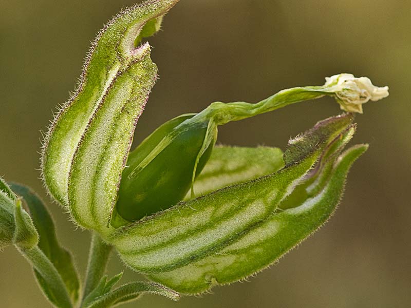 Silene latifolia