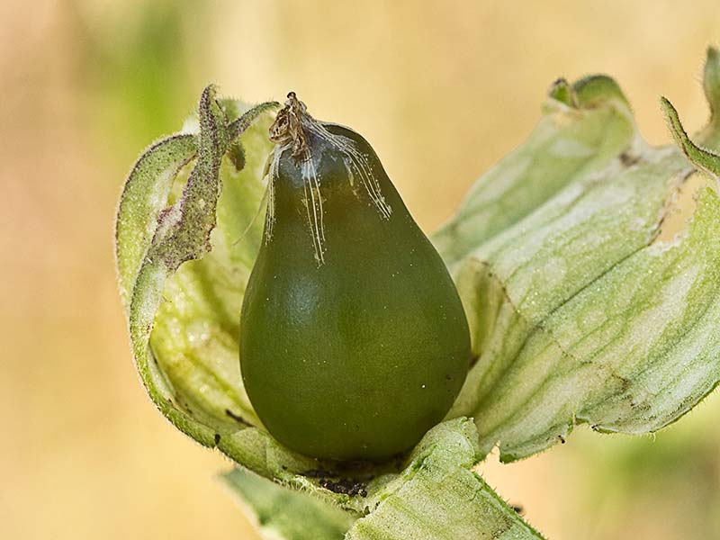 Silene latifolia