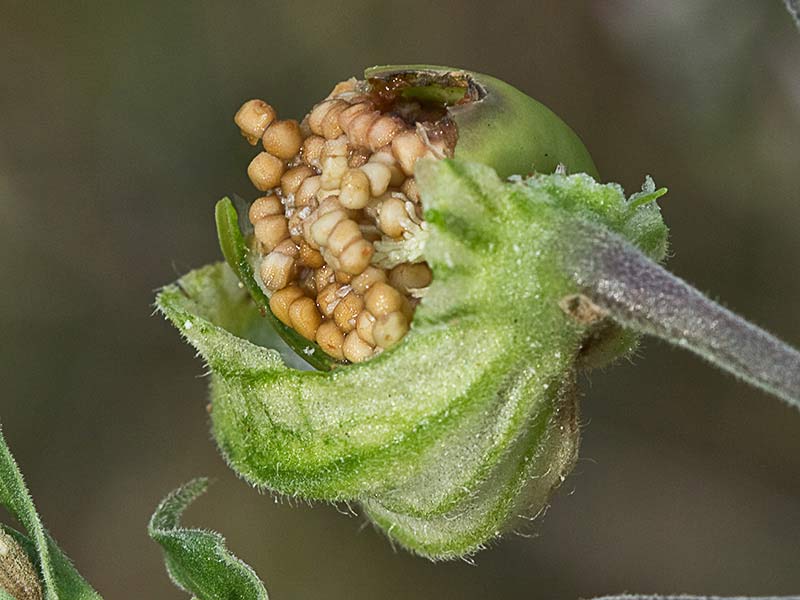 Semillas de la Silene latifolia