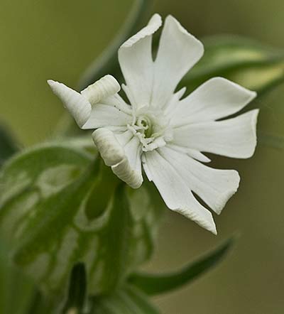 Silene latifolia