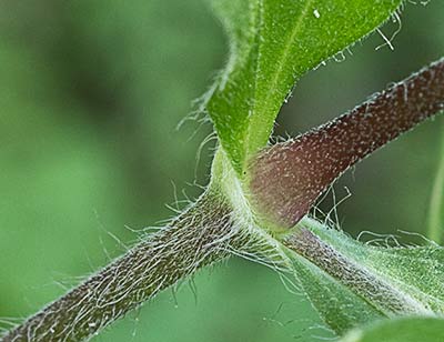 Tallo Silene latifolia