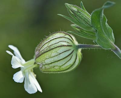 Silene latifolia